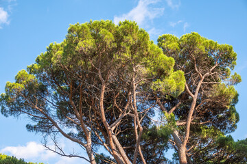 Green pine tree with long needles on a background of cloudy sky. Freshness, nature, concept. Pinus pinea