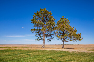 Fototapeta na wymiar Trees in the field. Nebraska landscape.