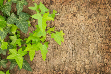 A green plant on the bark of a tree - summer nature background
