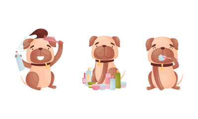 Cartoon Pug Dog Character Grooming Brushing Teeth and Setting Fur with Spray Vector Set