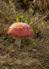 Fliegenpilz