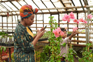African woman photographing flowers on her mobile phone while growing plants in greenhouse