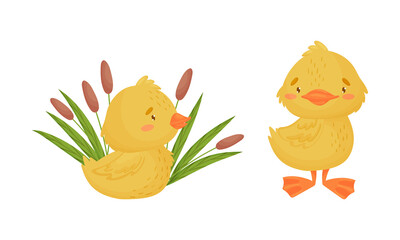 Cute Yellow Duckling Sitting in Bulrush and Standing Vector Set