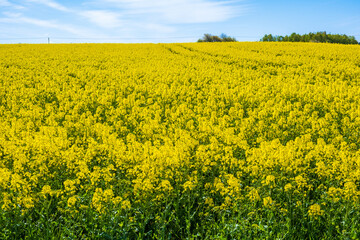 Obraz premium Flowering rapeseed in sunlight in the summer