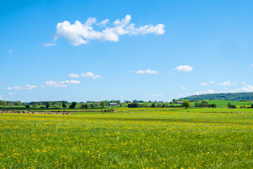 Flowering meadow in the countryside