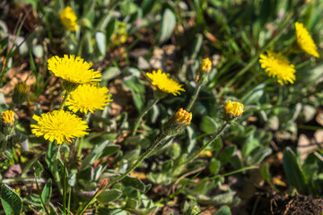 Wild Asteraceae flowers on a meadow