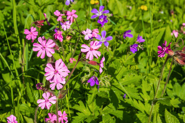 Fototapeta premium Red campion flowers on a sunny meadow