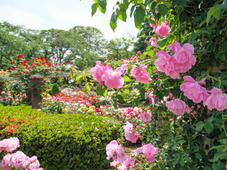 初夏。バラの花園