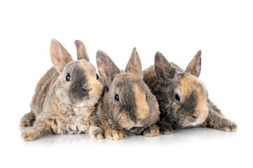 Obraz premium rex rabbits in studio