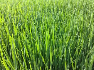 Obraz premium Nature