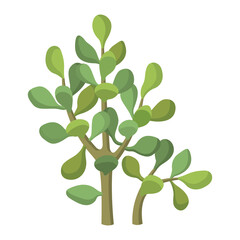 Cactus and succulent colorful cartoon vector illustration. Decorative flower plant. Isolated icon cacti