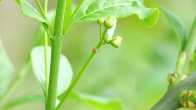 Die kleine Gr&uuml;ne Krabbenspinne (Diaea dorsata) an einer Pflanze im Spinnennetz