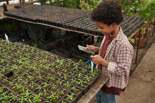 African little boy photographing the seedlings in pots on his mobile phone in the garden
