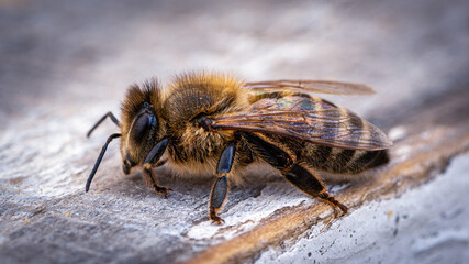 bee, insect, nature, fly, macro