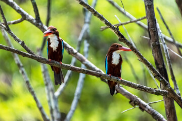 Pair of White-throated kingfisher (Halcyon smyrnensis) perched	
