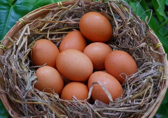 Chicken eggs in bamboo basket on green background