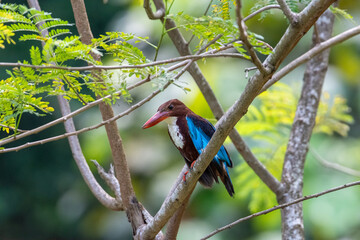 White-throated kingfisher (Halcyon smyrnensis) perched	