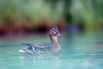 The female mallard or wild duck (Anas platyrhynchos) floating in a foggy morning with green water. Wild duck on water with green background.
