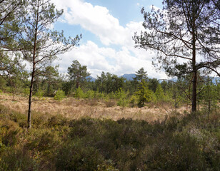 Obraz premium Wildes Moor bei Kolbermoor/Bad Feilnbach