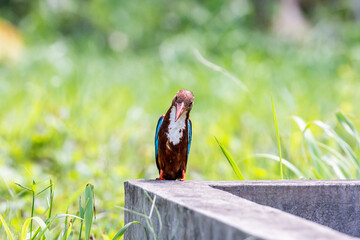 Curious White-throated kingfisher (Halcyon smyrnensis) perched	and looking
