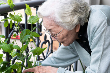 ベランダ菜園を楽しむシニア女性