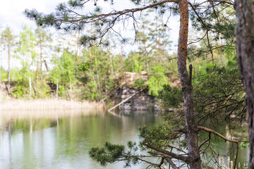 Delightful panoramic view of a spring canyo in a pine forest with space for text.