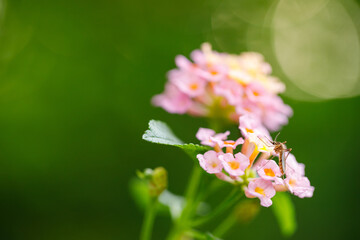 Closeup nature view of pink flower.