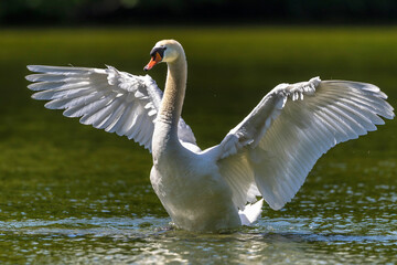 H&ouml;ckerschwan (Cygnus olor)