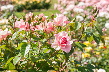 pink roses in bloom in rose garden with blurred background and copy space