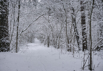 winter landscape, snow-covered empty road in the winter forest