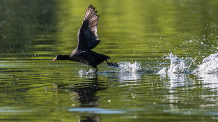 Bläßhuhn (Fulica atra)
