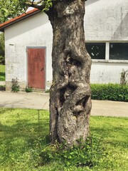 Knorriger alter Baumstamm vor einem landwirtschaftlichen Gebäude