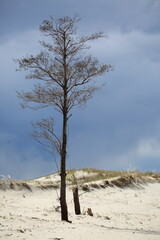 lonely tree on the beach, skyline