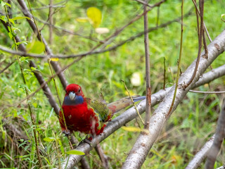 Eastern Rosella Head On