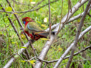 Eastern Rosella Side On