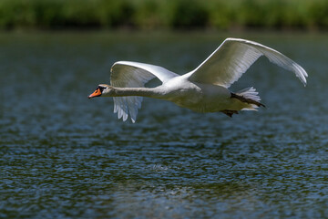 Höckerschwan (Cygnus olor)