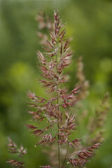 field grass panicle close-up on a natural green background, background blurred