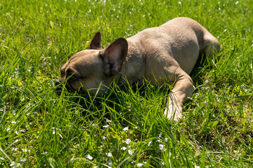 Cute french bulldog lies on a green grass in a park and taking sunbath. Cute dometic pet at walk