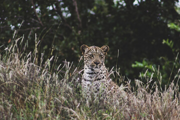 Young Leopard early Morning 