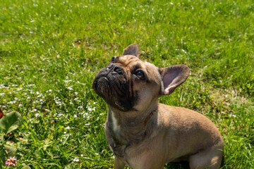 Obraz premium side view of adorable french bulldog dog sitting and waiting for a treat.