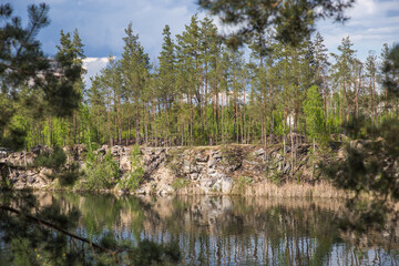 Fototapeta premium reeds on the river