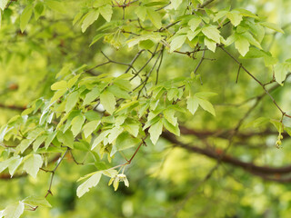 Acer griseum | Erable gris | Erable à écorce de papier | Erable à cannelle - Tronc orangé à écorce brun-cannelle et feuillage palmatilobé vert-foncé, vert-bleuté à gris-blanc 