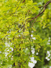 Acer griseum | Érable à cannelle ou érable à écorce de papier. Feuillage palmatilobé, obtus vert-grisâtre à vert-bleuté, légèrement  pourpré au printemps