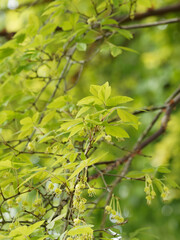 (Acer griseum) Érable cannelle ou érable à écorce de papier aux grappes de feuilles palmatilobées et fleurs à pédoncules verdâtres, solitaires, pendantes au printemps