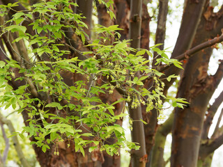 Acer griseum) Érable cannelle ou érable à écorce de papier aux grappes de feuilles...