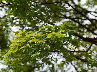 Fototapeta na wymiar (Acer griseum) Grappes de feuilles trifoliées, opposées, elliptiques-obovales et obtus de l'érable cannelle ou érable à écorce de papier