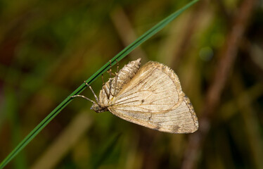 Obraz premium Moth resting on a blade of grass during the day
