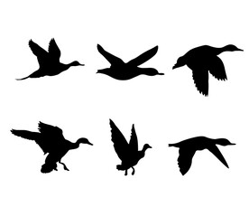 Ducks are flying. A set of black silhouettes of ducks. Vector illustration.