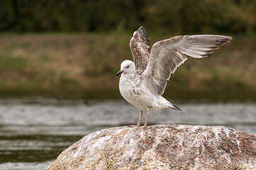 A seagull on a rock. Wings