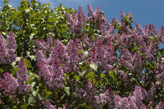 Blooming lilac bush (Syringa vulgaris) with dense clusters of fragrant pinkish-purple flowers. Springtime garden scene under a clear blue sky